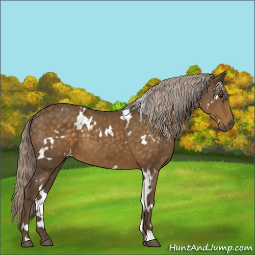 Horse Color:White Spotted Chocolate Palomino