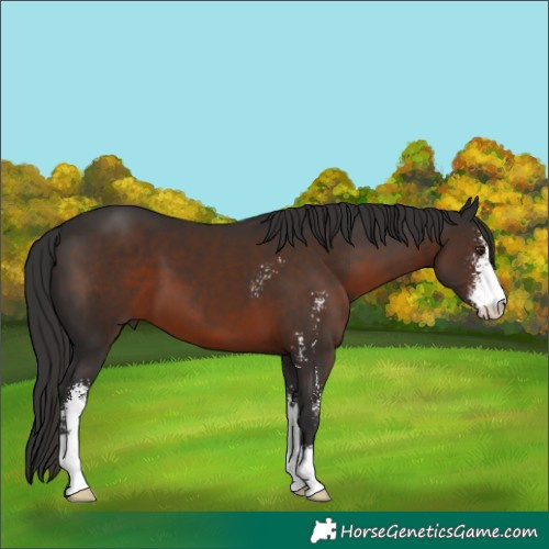 Horse Color:Liver Chestnut Sabino 