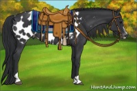 Horse Color:Black Sabino Appaloosa Rabicano 