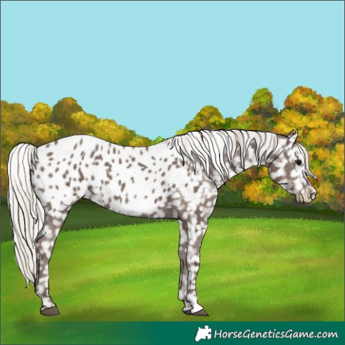Horse Color:Silver Black Near Leopard