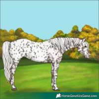 Horse Color:Silver Black Near Leopard