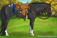Horse Color:Black Sabino Appaloosa 