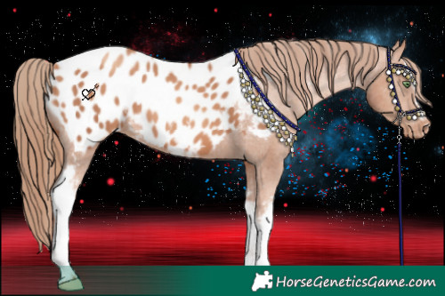 Horse Color:White Spotted Gold Champagne Appaloosa 