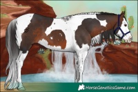 Horse Color:Brown Sabino Splash Tobiano 