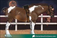 Horse Color:Chocolate Palomino Tobiano 