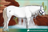 Horse Color:Buckskin Pearl Appaloosa 