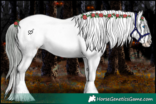 Horse Color:Buckskin Pearl Frame Appaloosa 