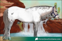 Horse Color:Brown Frame Appaloosa Rabicano