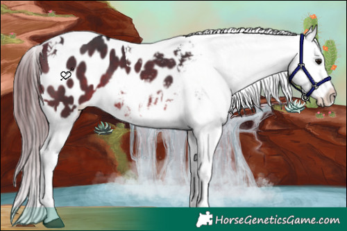 Horse Color:Bay Tobiano Appaloosa 