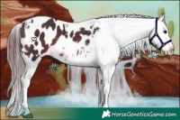 Horse Color:Bay Tobiano Appaloosa 