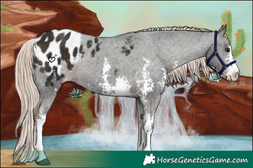 Horse Color:Liver Chestnut Sabino Appaloosa Rabicano