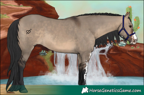 Horse Color:Brown Dun Sabino
