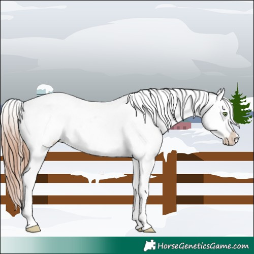 Horse Color:Amber Champagne Tobiano Appaloosa 