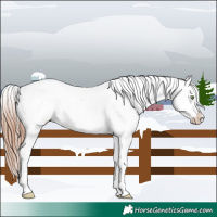 Horse Color:Amber Champagne Tobiano Appaloosa 