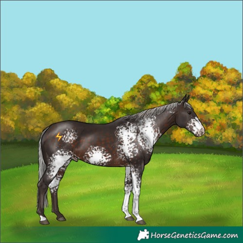 Horse Color:White Spotted Silver Brown 