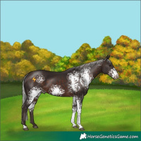 Horse Color:White Spotted Silver Brown 