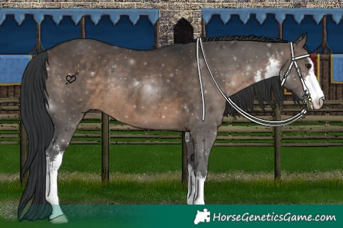 Horse Color:White Spotted Brown Dun