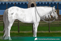 Horse Color:Grullo Roan Tobiano Blanket 