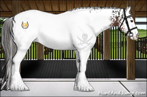 Horse Color:White Spotted Liver Chestnut Near Fewspot