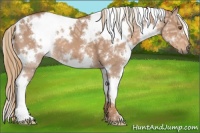 Horse Color:White Spotted Chestnut Ice 