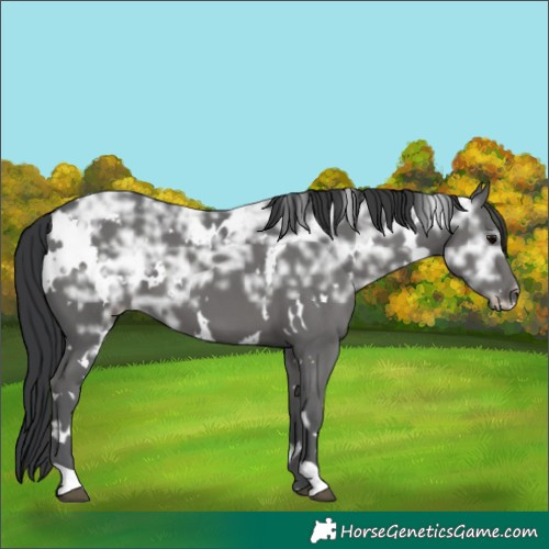 Horse Color:White Spotted Black Ice 