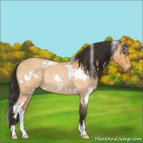 Horse Color:White Spotted Buckskin Roan Rabicano 