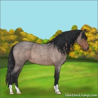 Horse Color:Brown Roan
