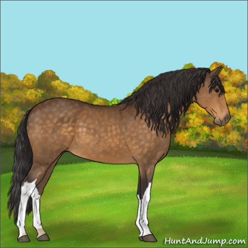 Horse Color:Buckskin 