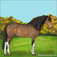 Horse Color:Buckskin 