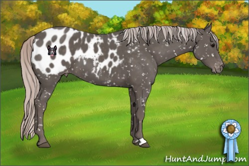 Horse Color:Silver Black Mushroom Appaloosa 