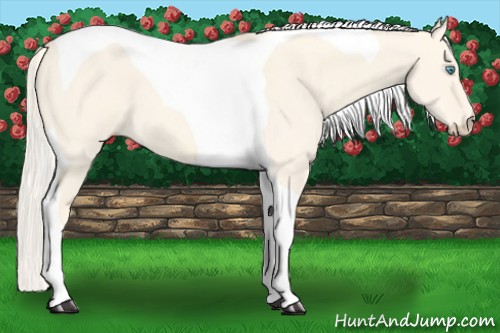 Horse Color:Cremello Dun Tobiano