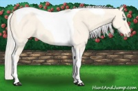 Horse Color:Cremello Dun Tobiano 
