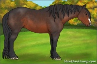 Horse Color:Brown 