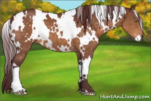 Horse Color:White Spotted Chocolate Buckskin 