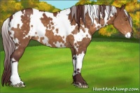 Horse Color:White Spotted Chocolate Buckskin 
