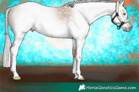 Horse Color:Gray White Spotted Silver Classic Champagne Appaloosa 