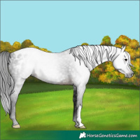 Horse Color:Gray Brown Appaloosa 