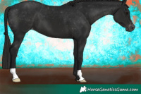 Horse Color:Gray Black Varnish 