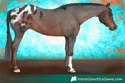 Horse Color:Gray Liver Chestnut Blanket