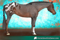 Horse Color:Gray Liver Chestnut Blanket 