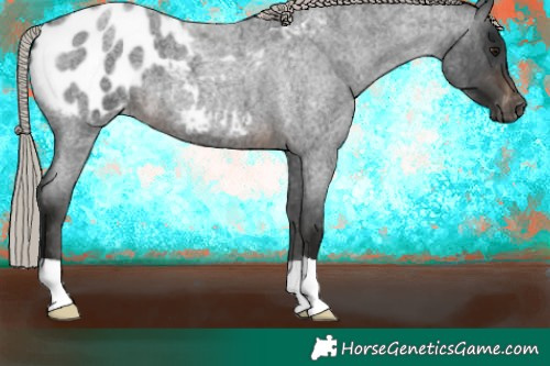 Horse Color:Gray Silver Brown Roan Blanket
