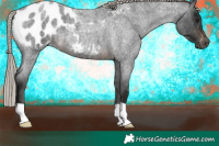 Horse Color:Gray Silver Brown Roan Appaloosa 