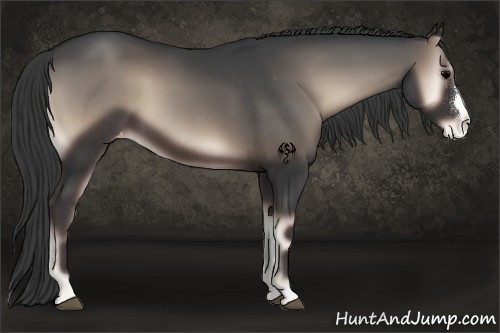 Horse Color:Blue Onyx Appaloosa 