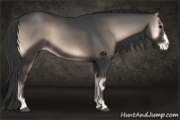 Horse Color:Blue Onyx Appaloosa 