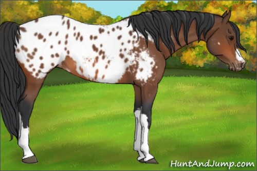 Horse Color:Bay Appaloosa 