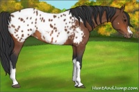 Horse Color:Bay Appaloosa 