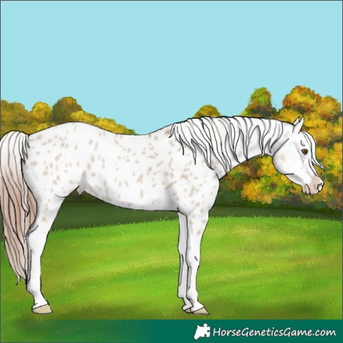 Horse Color:Classic Champagne Dun Splash Appaloosa 