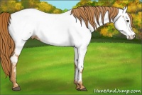 Horse Color:Chestnut Appaloosa 