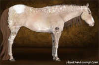 Horse Color:Brown Ice Pearl Appaloosa 