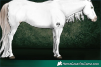 Horse Color:Bay Roan Appaloosa Rabicano 
